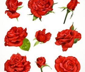 Fresh red rose vector set