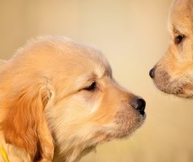 Golden Retriever pup Stock Photo 01
