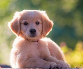 Golden Retriever pup Stock Photo 03