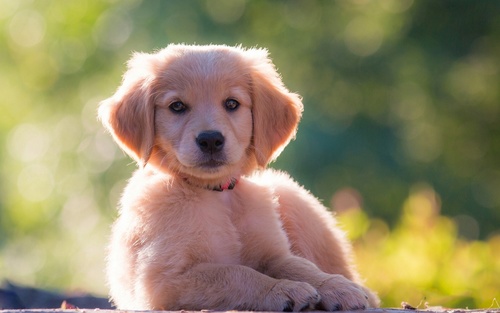 Golden Retriever pup Stock Photo 03