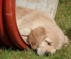 Golden Retriever pup Stock Photo 04