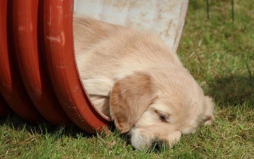 Golden Retriever pup Stock Photo 04