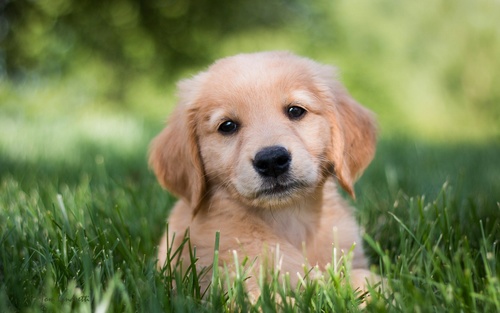 Golden Retriever pup Stock Photo 06