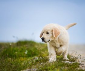Golden Retriever pup Stock Photo 07