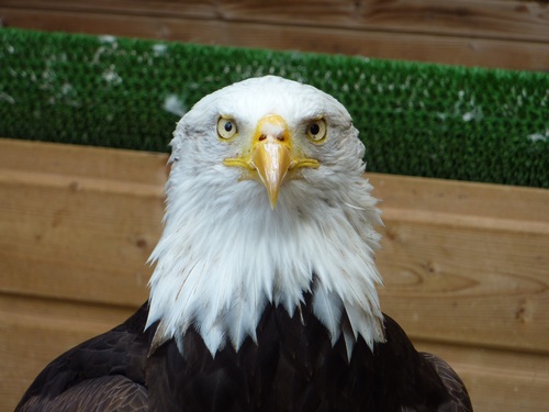 Haliaeetus leucocephalus Stock Photo 02