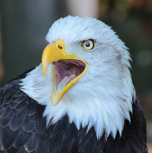 Haliaeetus leucocephalus Stock Photo 03