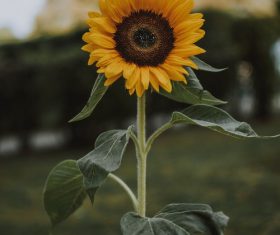 Holding a sunflower Stock Photo
