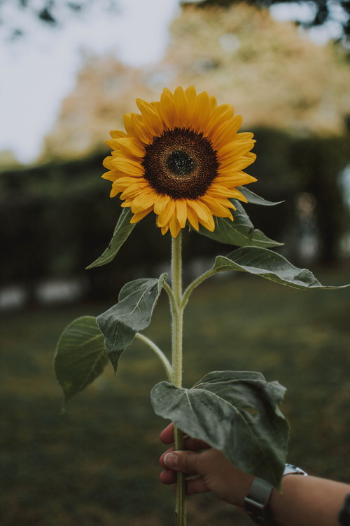 Holding a sunflower Stock Photo
