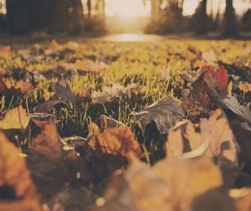 Leaves on Grass Stock Photo