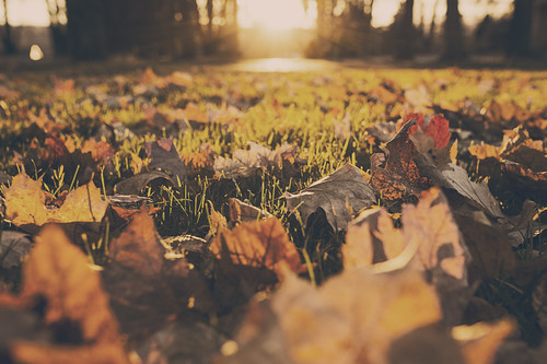 Leaves on Grass Stock Photo