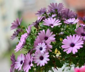 Light purple daisy flower close-up Stock Photo