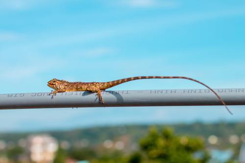 Lizard on the railing Stock Photo