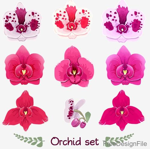 Orchid illustration vector