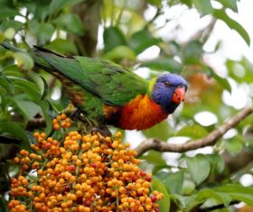 Parrot eating fruit Stock Photo