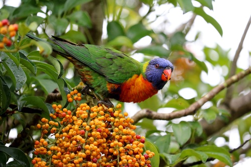 Parrot eating fruit Stock Photo