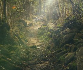 Path in forest Stock Photo
