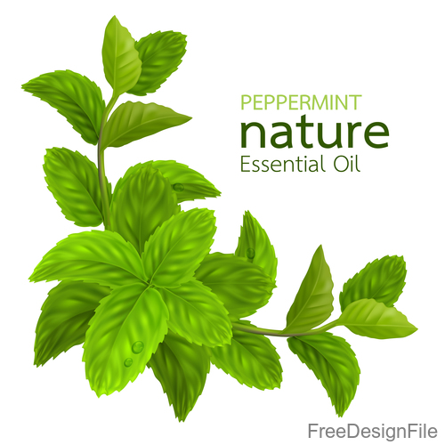 Peppermint essential oil vector background 02