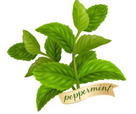 Peppermint green leaves illustration vector 01