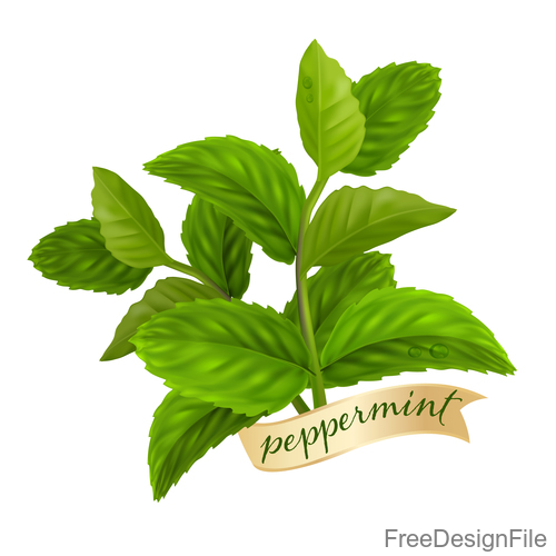Peppermint green leaves illustration vector 01