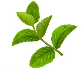 Peppermint green leaves illustration vector 02