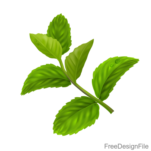 Peppermint green leaves illustration vector 02 free download
