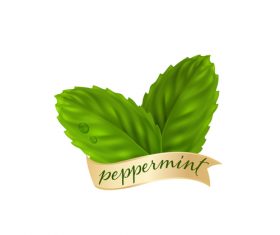 Peppermint green leaves illustration vector 04