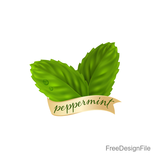 Peppermint green leaves illustration vector 04