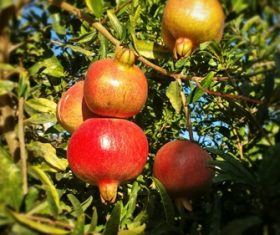 Pomegranate on a branch Stock Photo 01