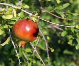 Pomegranate on a branch Stock Photo 03