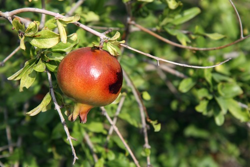 Pomegranate on a branch Stock Photo 03