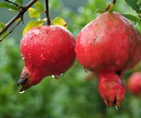 Pomegranate on a branch Stock Photo 04