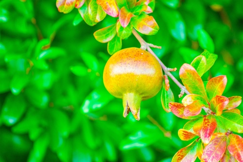 Pomegranate on a branch Stock Photo 06