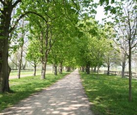 Quiet woodland paths Stock Photo 01