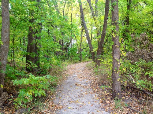 Quiet woodland paths Stock Photo 03