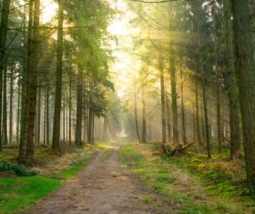 Quiet woodland paths Stock Photo 04