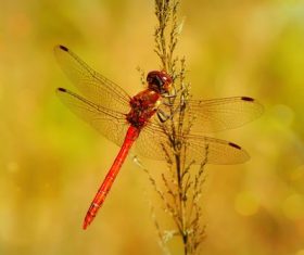 Red Dragonfly Stock Photo