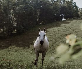 Running horse Stock Photo