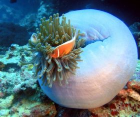 Sea anemone fish Stock Photo 01