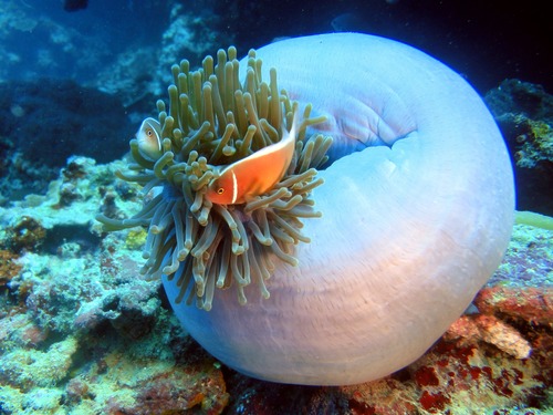 Sea anemone fish Stock Photo 01