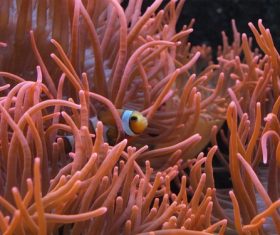 Sea anemone fish Stock Photo 02