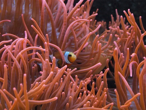 Sea anemone fish Stock Photo 02