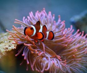 Sea anemone fish Stock Photo 03