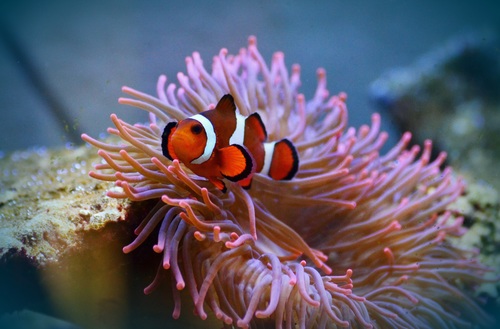 Sea anemone fish Stock Photo 03