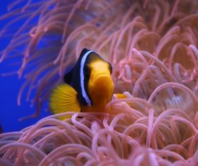 Sea anemone fish Stock Photo 04