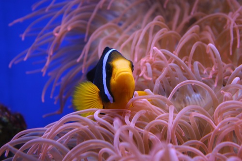 Sea anemone fish Stock Photo 04