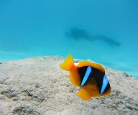 Sea anemone fish Stock Photo 05