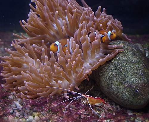 Sea anemone fish Stock Photo 06