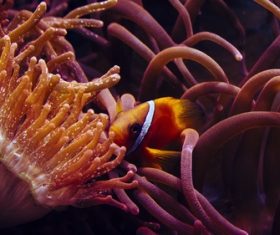Sea anemone fish Stock Photo 07