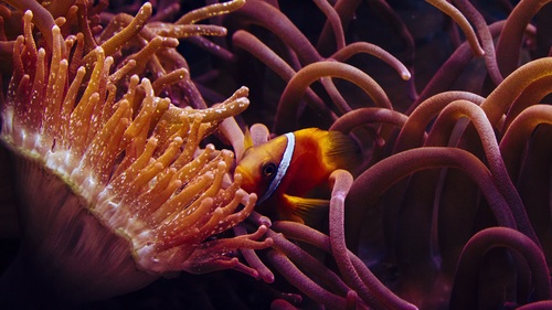 Sea anemone fish Stock Photo 07