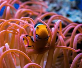 Sea anemone fish Stock Photo 08